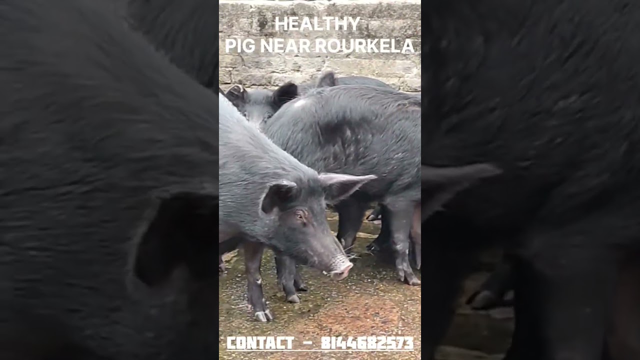 Healthy live pig available near Rourkela.clean hygienic farms 