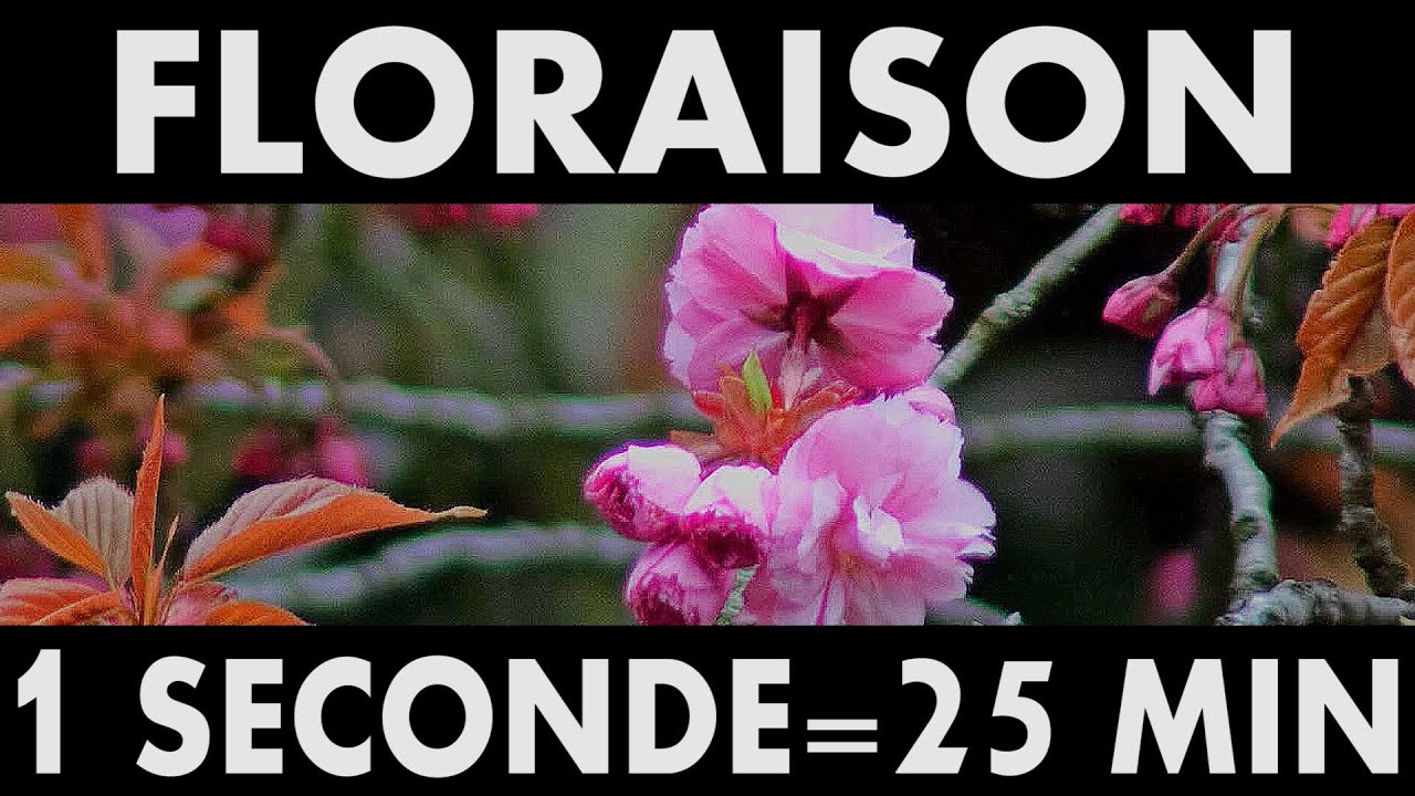 ( Time-lapse ) Floraison d'un cerisier japonais