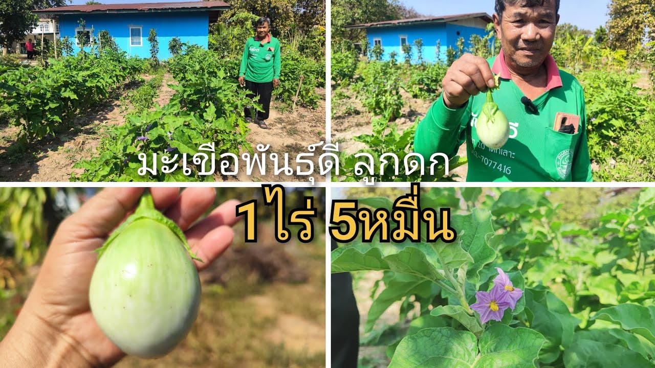 มะเขือพันธุ์ดี หยกขาว ลูกดก ทนโรค 1ไร่ 5หมื่น