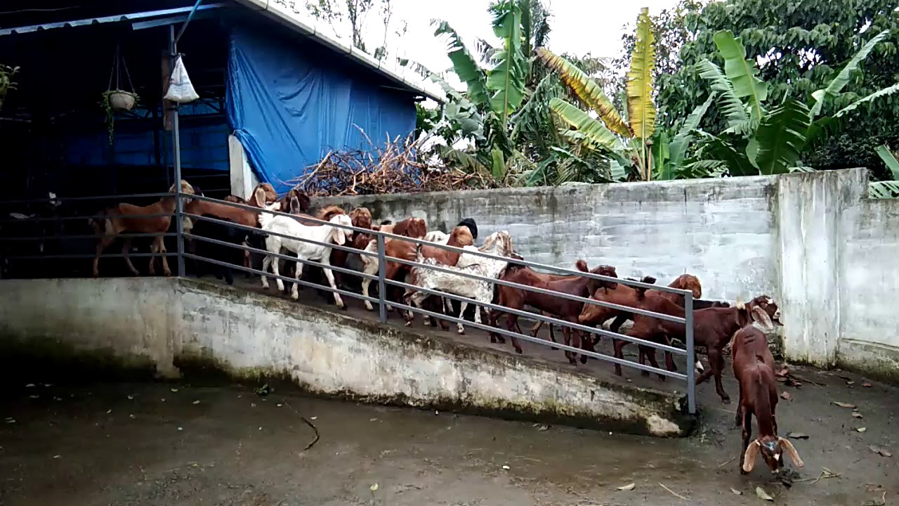 Vinayakan goat farm kerala idukki thopramkudy 9947918365(4)