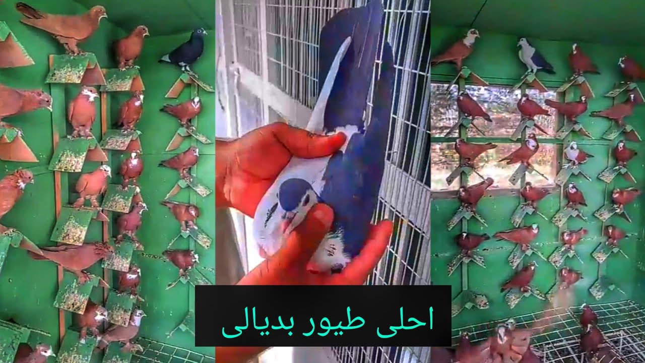 جوله ميدانيه يم كباتن ديالى يم ابو احمد لكصاب طيور خط اول