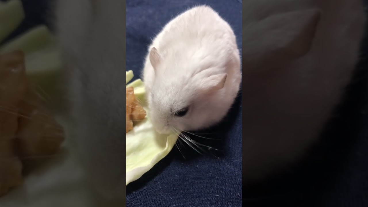最近のハム子を見たい方は宜しくね！相変わらず元気です。