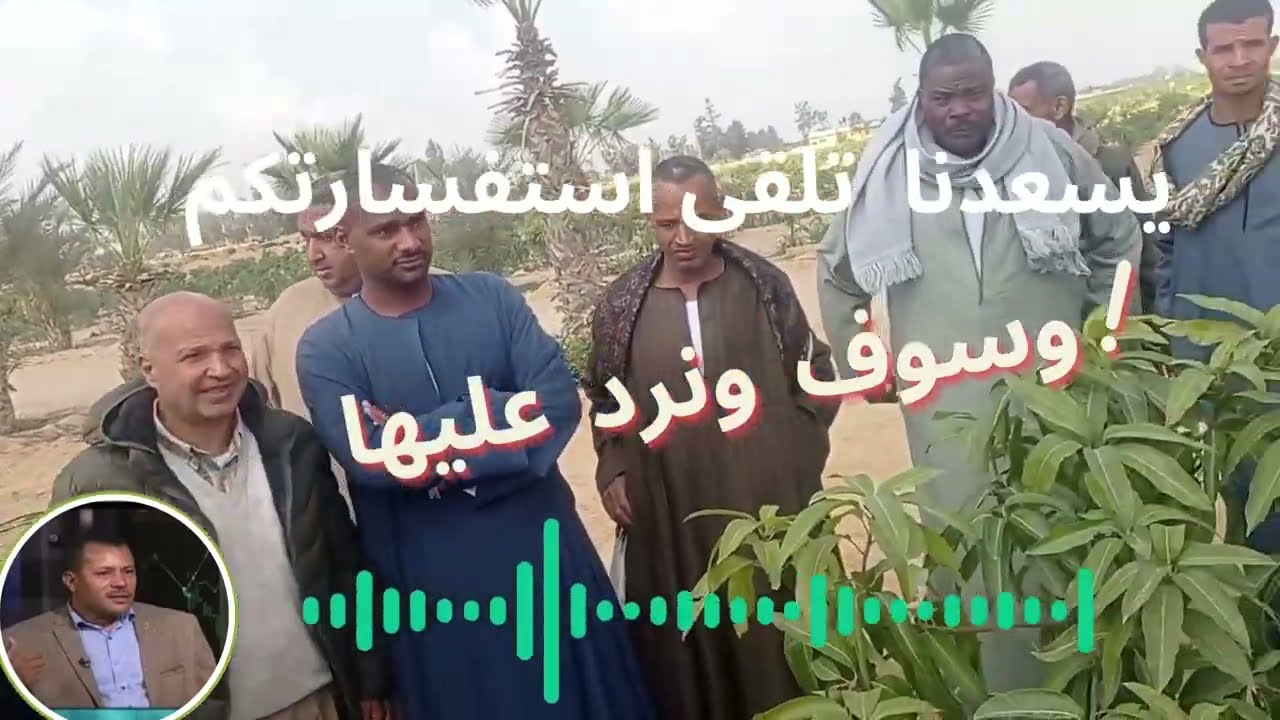 رداً على تعليقاتكم: إجابات لأسئلة مزارعي المانجو -من الدكتور/السيد قاعود -ادارة بساتين الفاكهة
