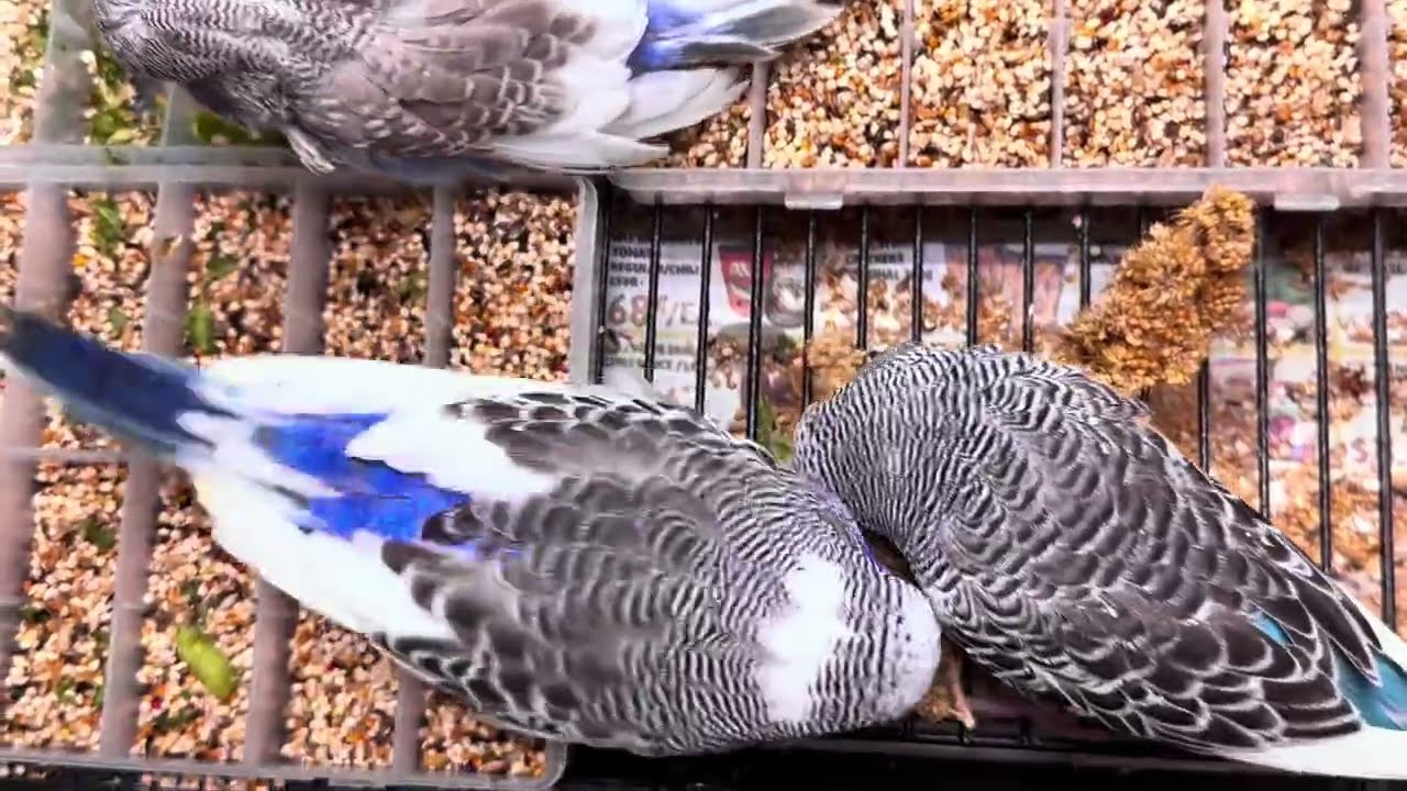 My Show Quality English Budgie Babies ! 