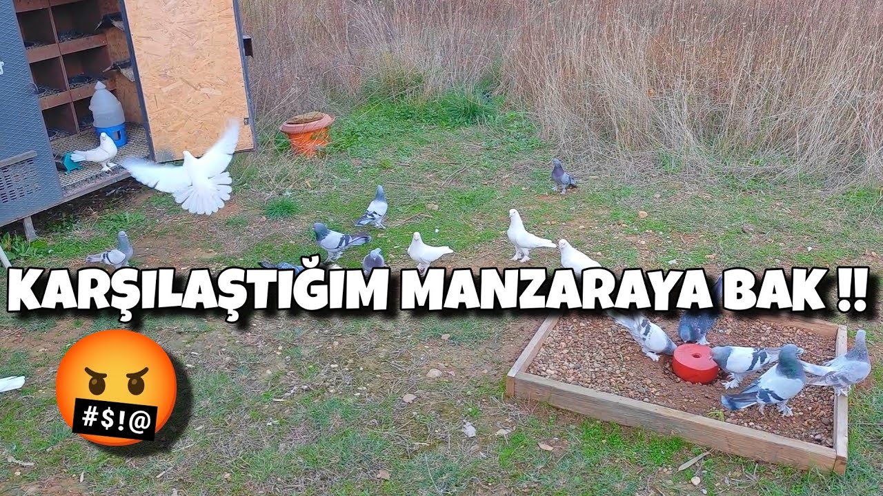 KÜMESİ Bİ AÇTIMKİ MANZARA BERBAT‼️#oyunkuşu #güvercin #taklacıgüvercin #pigeon #mardinoyunkuşu