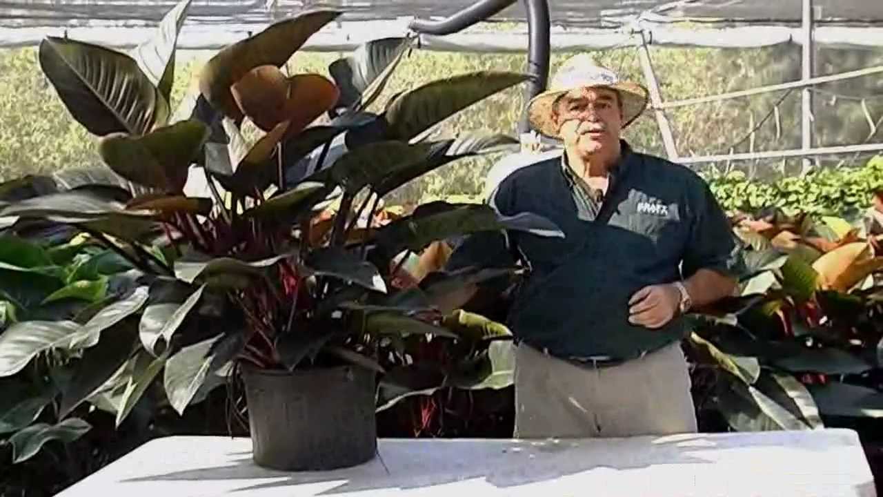 Philodendron Congo Care Instructions.avi