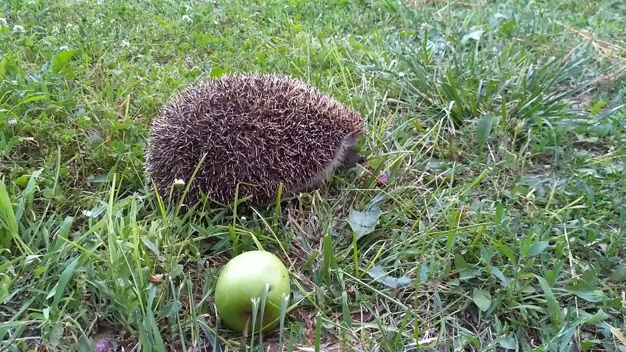 Bal&aacute;zs, a sz&eacute;gyenlős s&uuml;ni