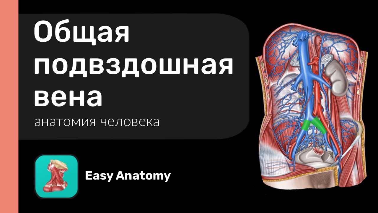 Общая подвздошная вена