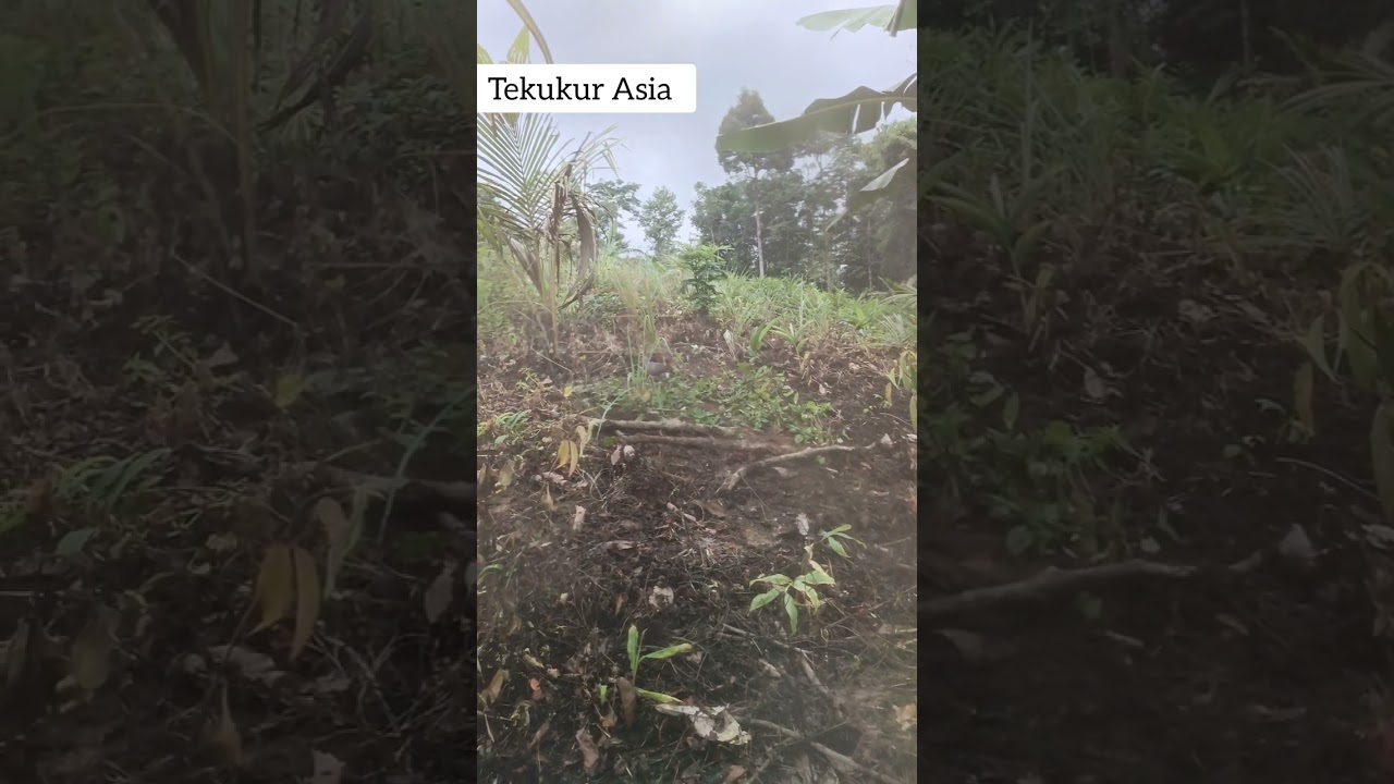 Poin Tak Terduga, Ajaran Baru Gantung Pohon #rajin Bunyi 