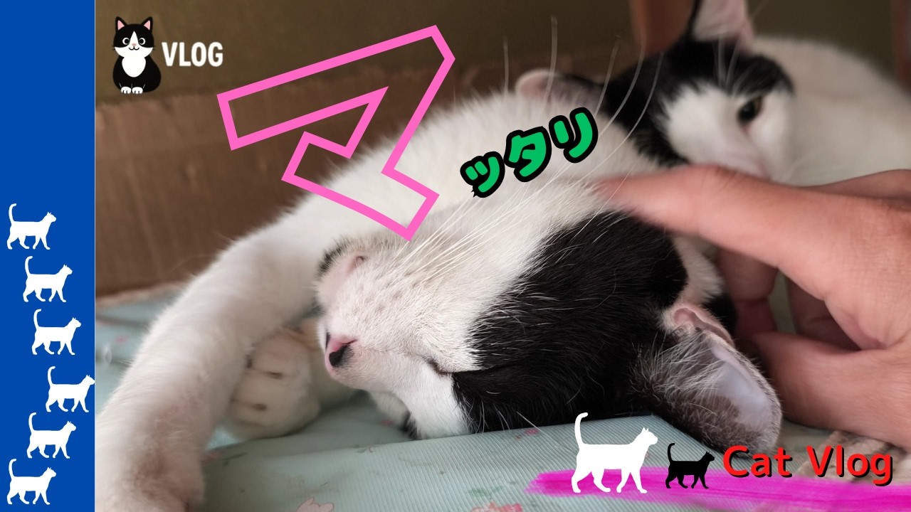 【CatsVlog】マッタリお昼寝ネコとその他♀猫たち #猫動画 #可愛い猫 #保護猫