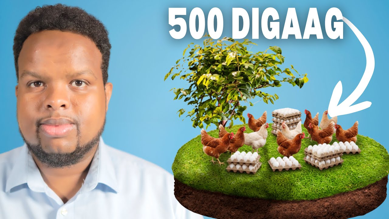 INTAADAN BILAABAN MASHRUUCA DIGAAGA HALKAN KA OGOW DHULKA KU FILAN 500 ilaa 2000 DIGAAG AH