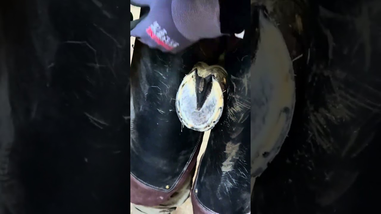 Farrier routine day #farriers #horses  #nalbant #binicilik