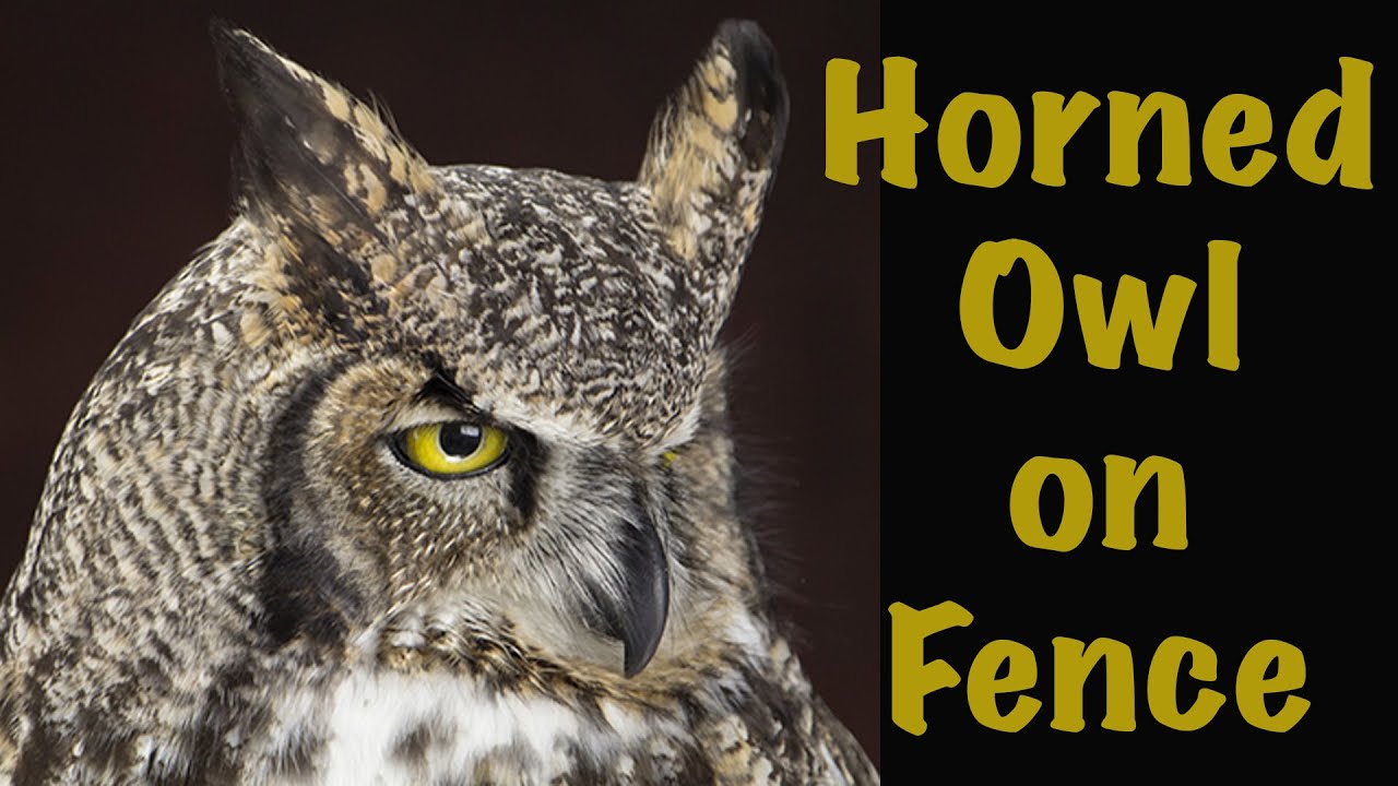 Great Horned Owl on wall Fence post. Art of Taxidermy.