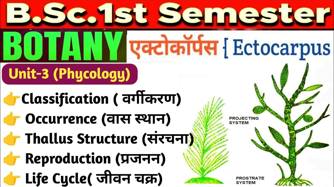 Ectocarpus BSc 1st Year//Ectocarpus Classification,Occurrence,Thallus Structure, Reproduction