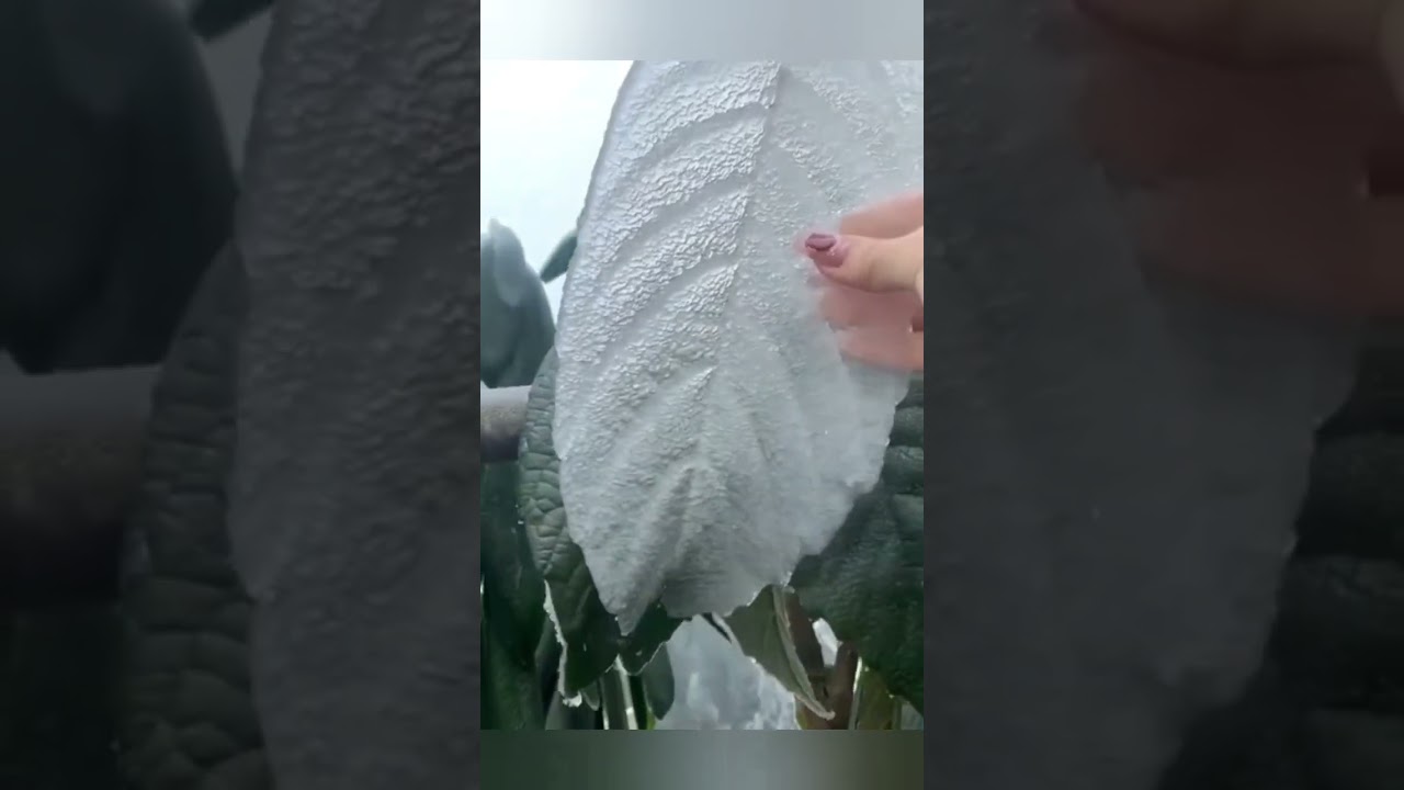 बर्फ की बनी पत्ती😳