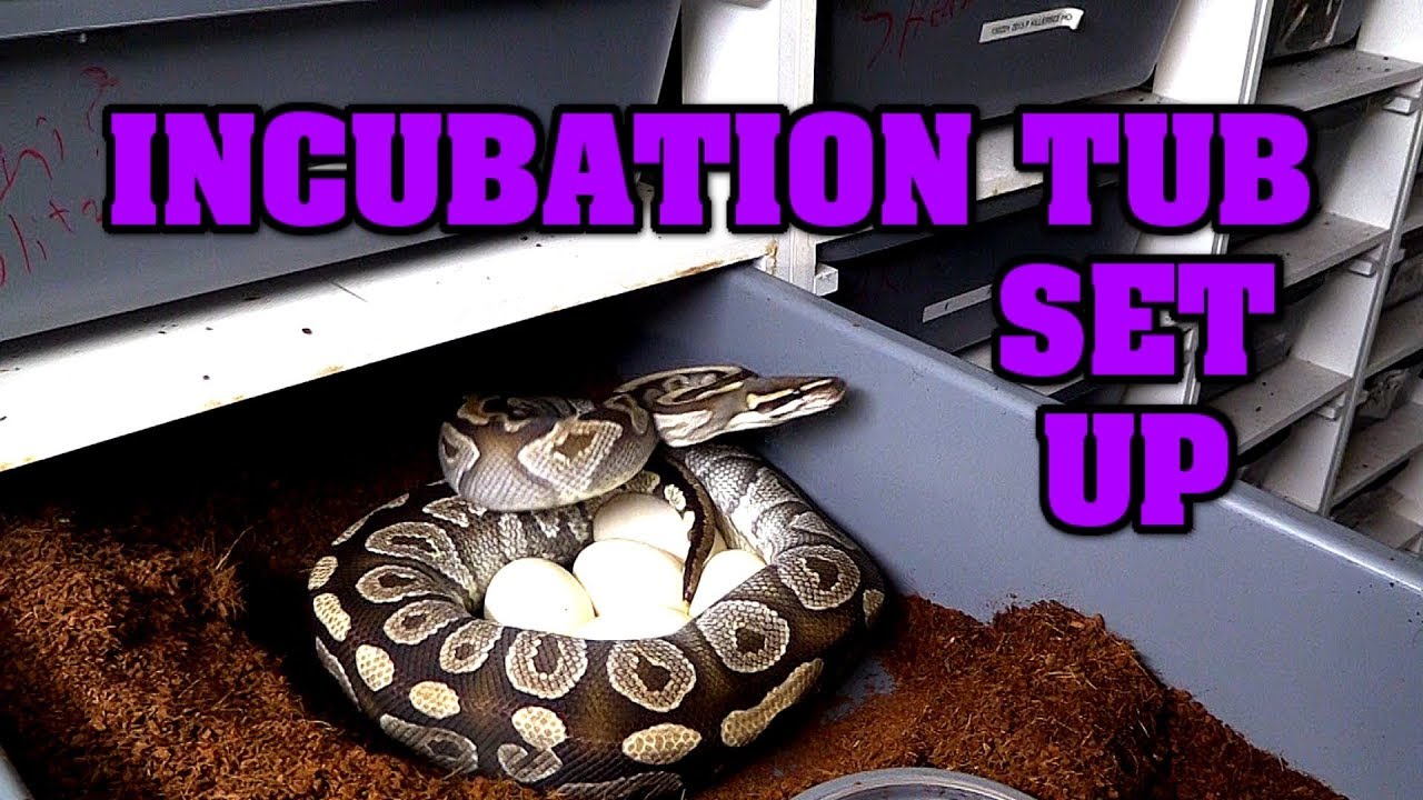 SURPRISE SNAKE EGGS!! And incubation set up