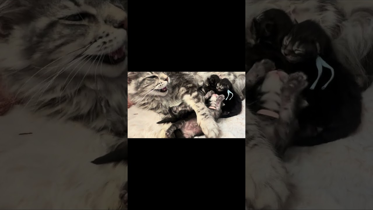 Week 1 Berry Theme Litter #supercoonsmainecoons #youtubeshorts #mainecoonkittens #newborn #fyp