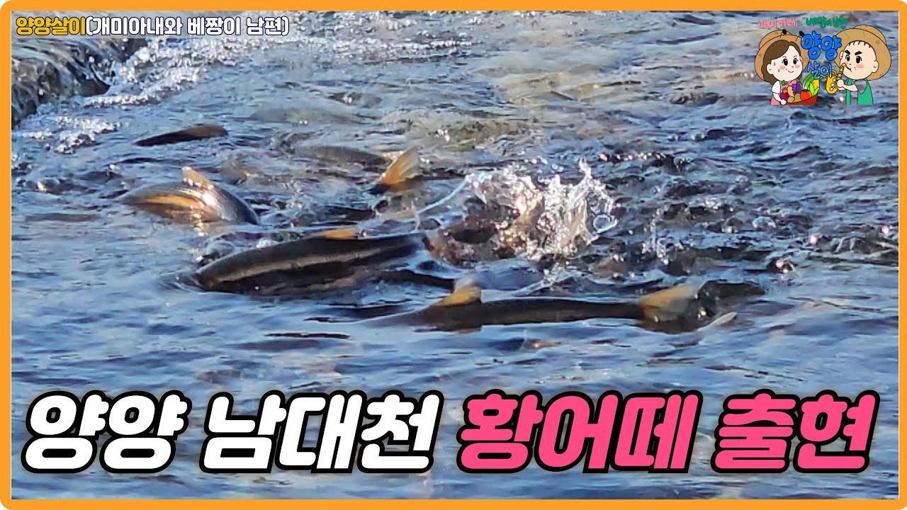 4월 1일 강원도 양양 남대천에 올 해 첫 황어떼 출현! #양양 #황어 #가마우지