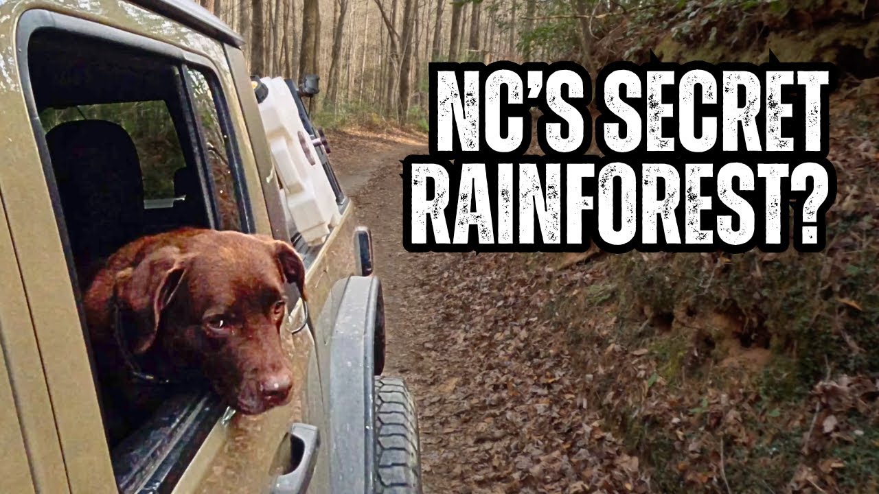 I Found a RAINFOREST in North Carolina? 🌲 Overlanding Chestnut Ridge