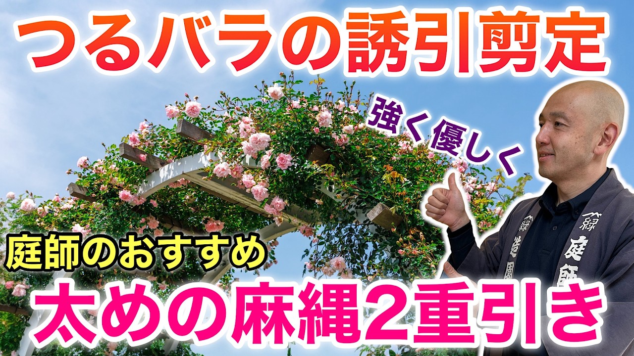 【太い枝も曲がる】 麻縄の抵抗力を利用して、つるバラを折らずにフェンスへ美しく誘引するプロの技術