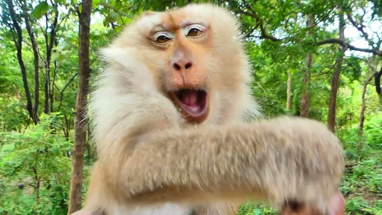 Relaxing Natural Monkey Chewing Sounds — Pure Wildlife ASMR 🐒🌿