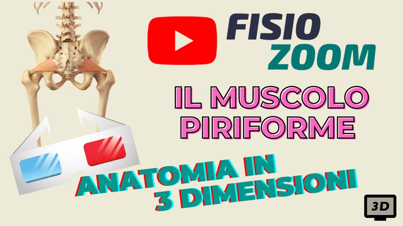 ANATOMIA 3D: Il muscolo piriforme.