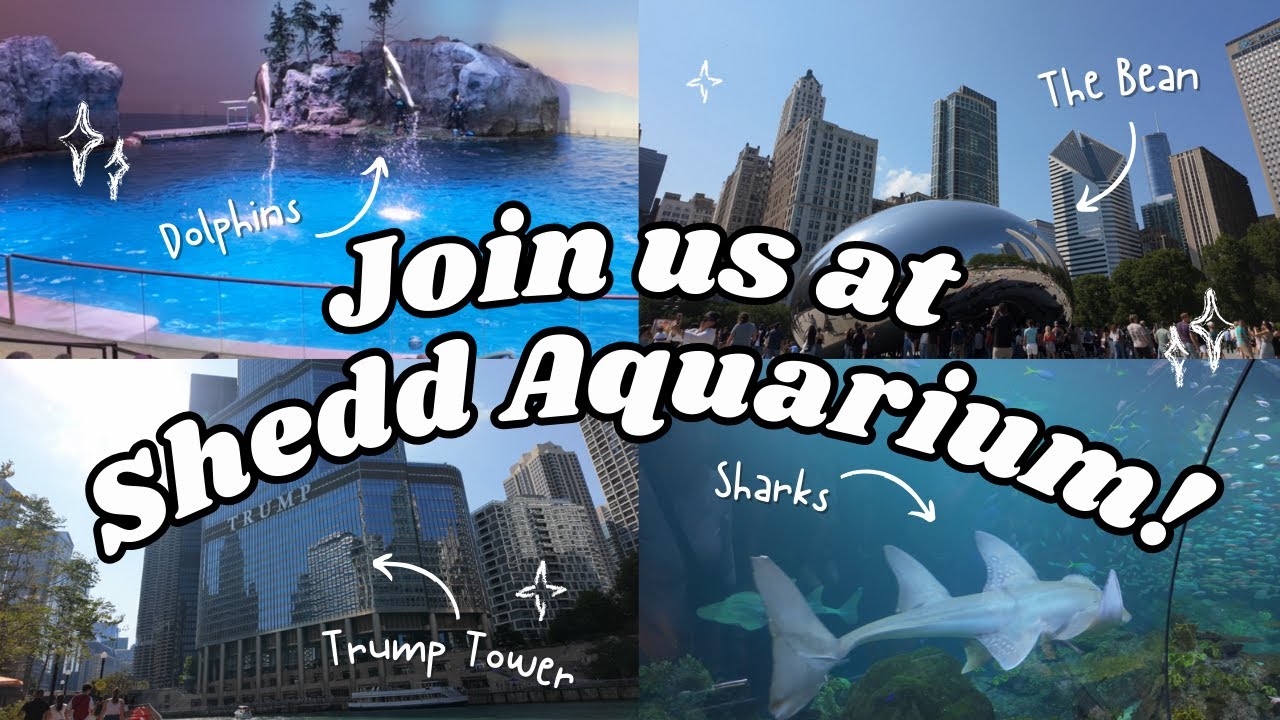 Come Visit Shedd Aquarium With Us!