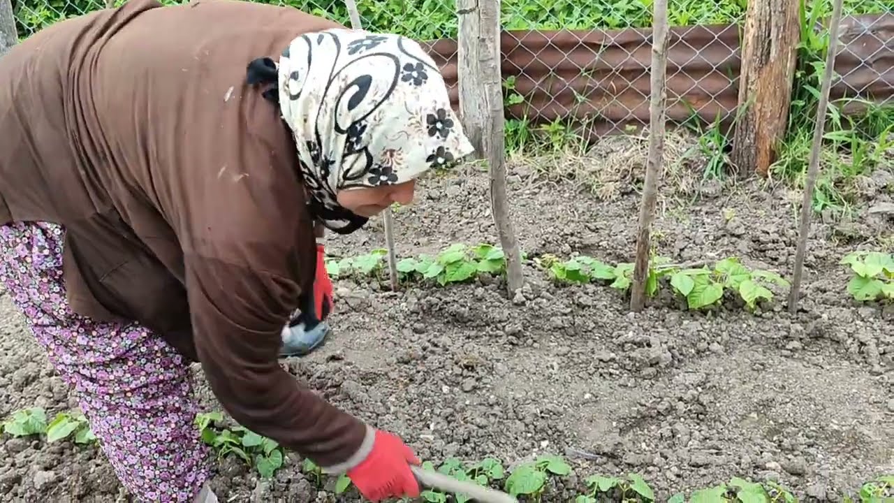#KÖYDE BAHÇE İŞLERİ# FASULYE NASIL❓ # ÇUBUKLANIR  BİTKİLER HAKKINDA BİLMEMİZ GEREKEN BİLGİLER🌱KEŞFET