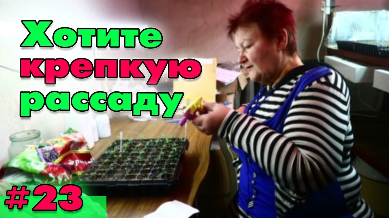 Петунии 2018: нужно ли подкармливать на ранней стадии💉🌱