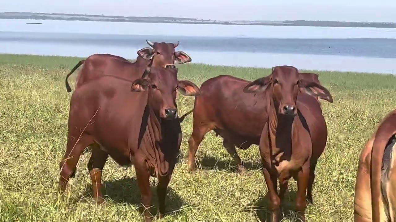 Laura Figueiredo veio conhecer o sindi do capim,está iniciando na raça.Ela cria Nelore -Almenara -MG