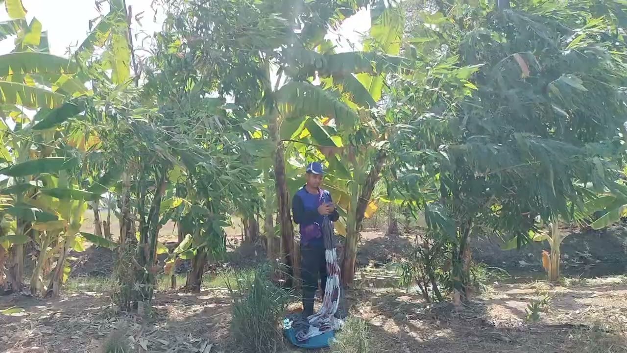 พักเบรค นอนผูกเปลใต้ต้นไผ่กิมซุง