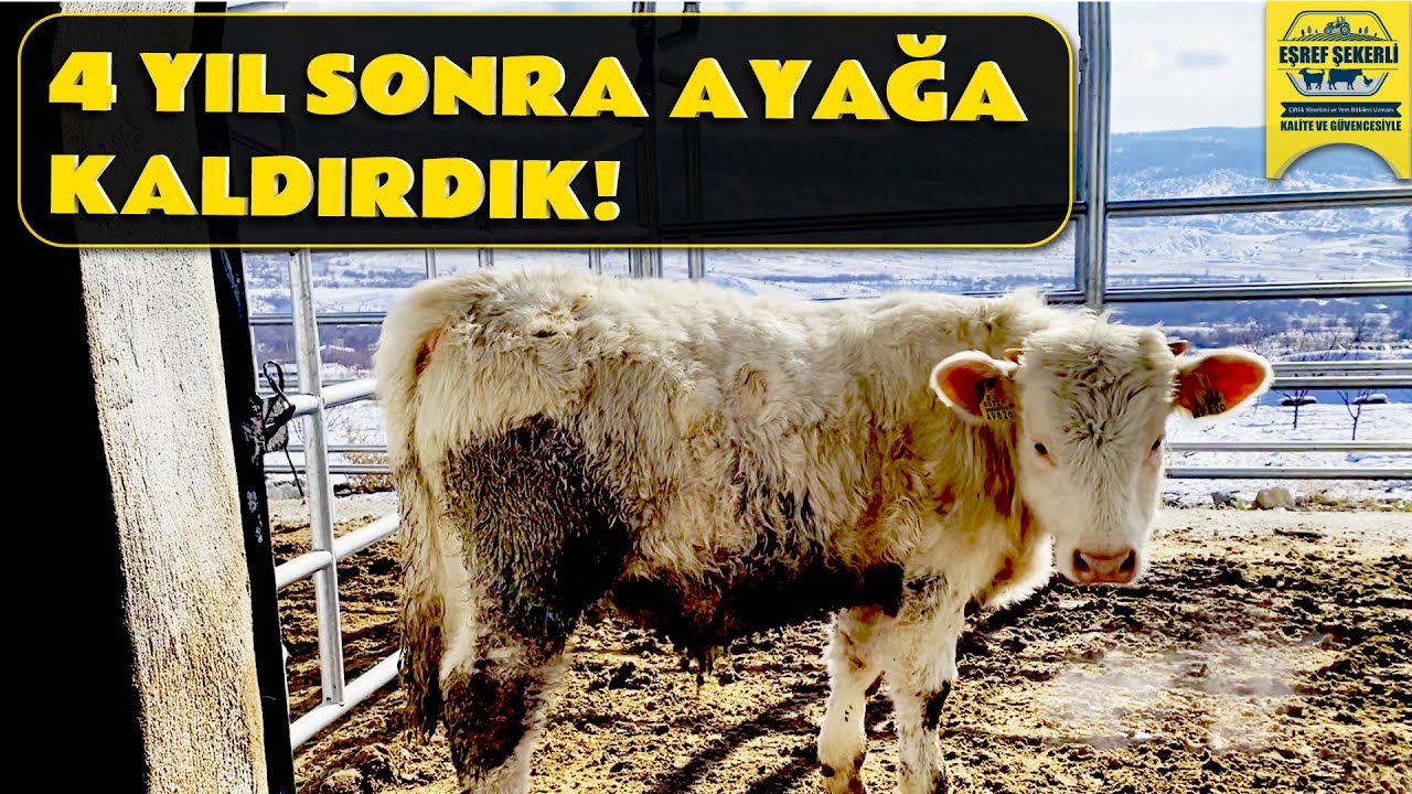 4 Yıl Sonunda Ayağa Kaldırdık! - Baskil / Elazığ