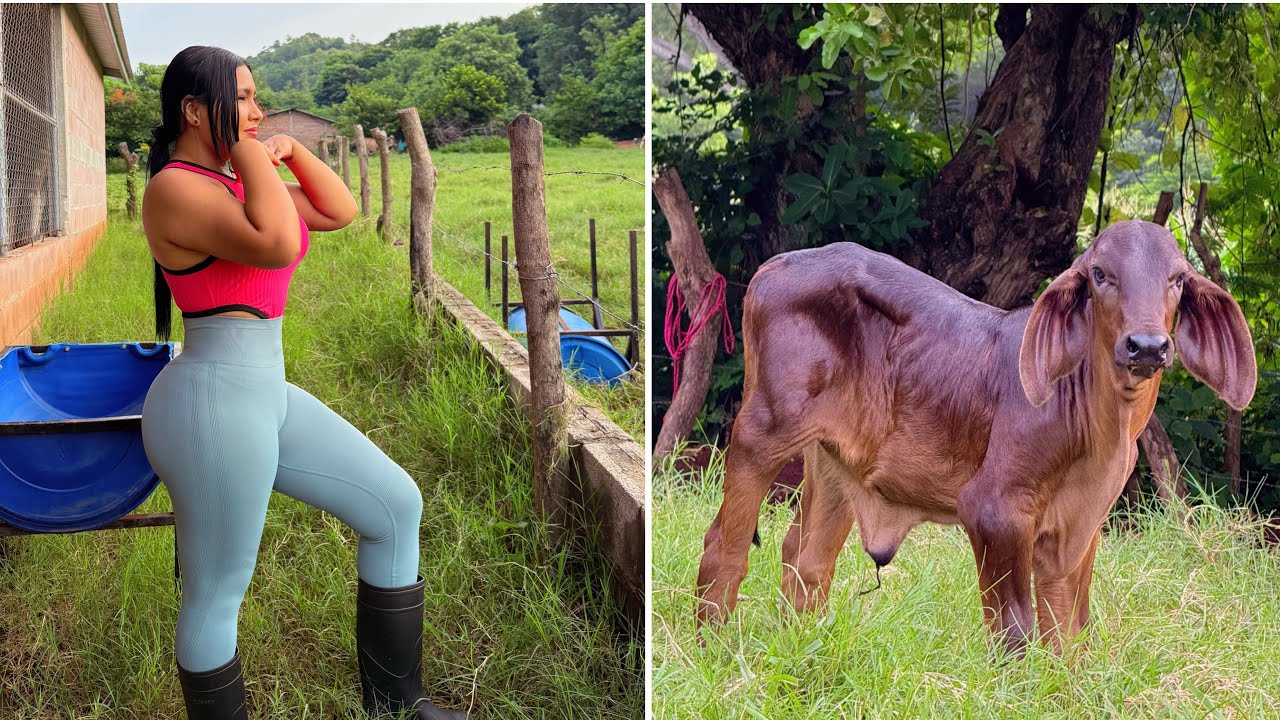 Así es la RUTINA después del PARTO de la VACA 🐮 