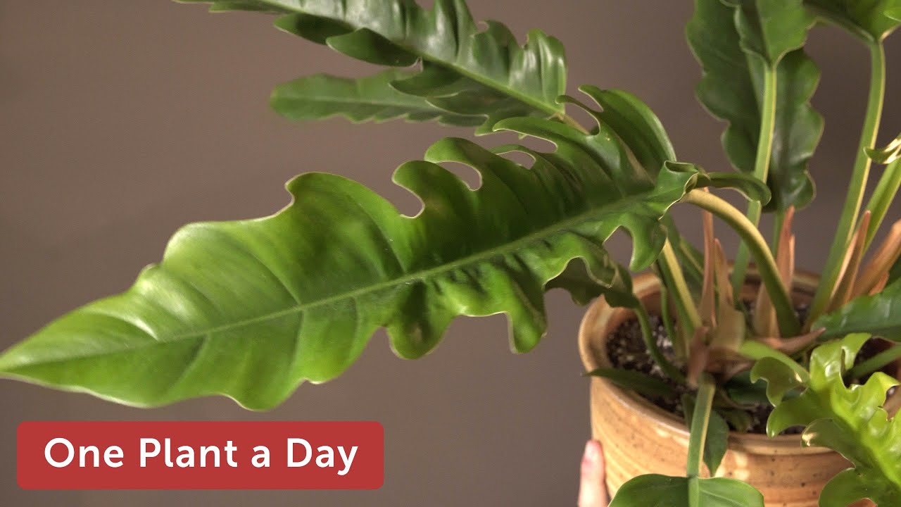 Philodendron sp. 'Jungle Boogie' Houseplant Care — 244 of 365