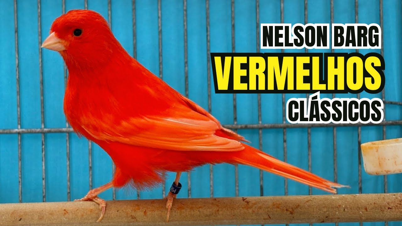 Canários VERMELHOS, VM MOSAICOS, ÁGATAS, ISABELINOS, COBRES