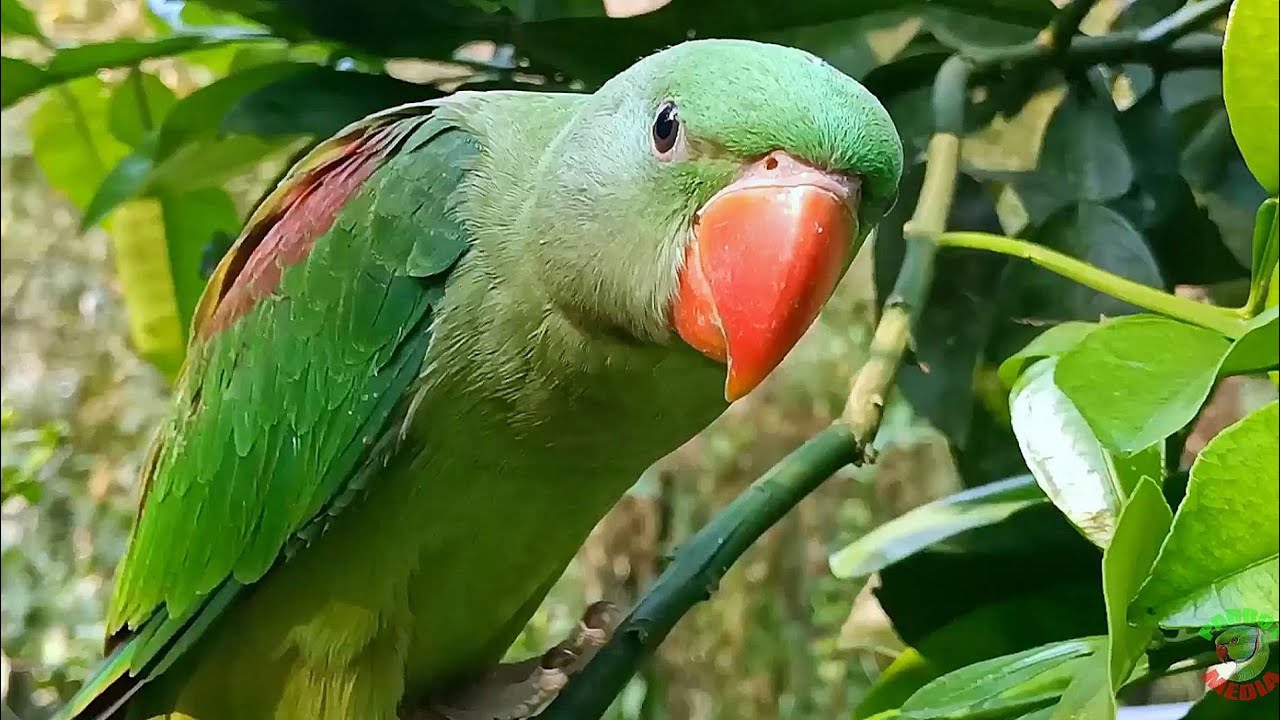 Alexandrine Parrot Natural Sounds