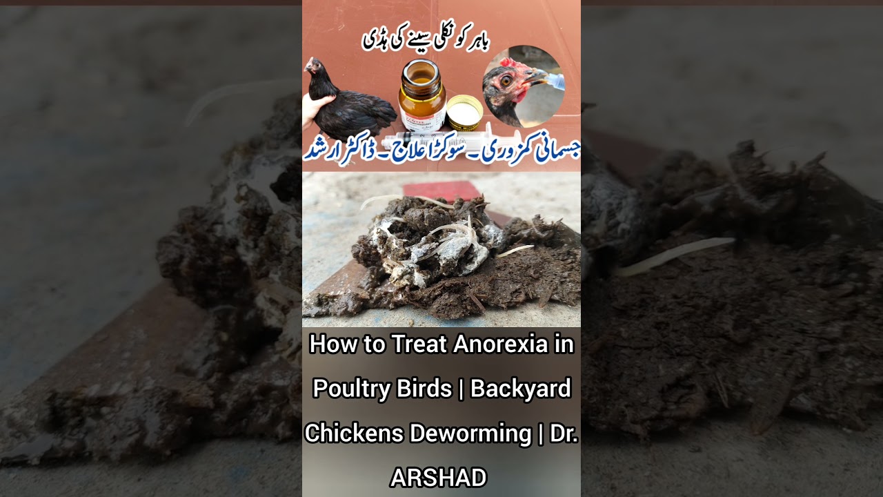 Zentel for Poultry Birds | Backyard Chickens Deworming | Dr. ARSHAD Vet Clinic