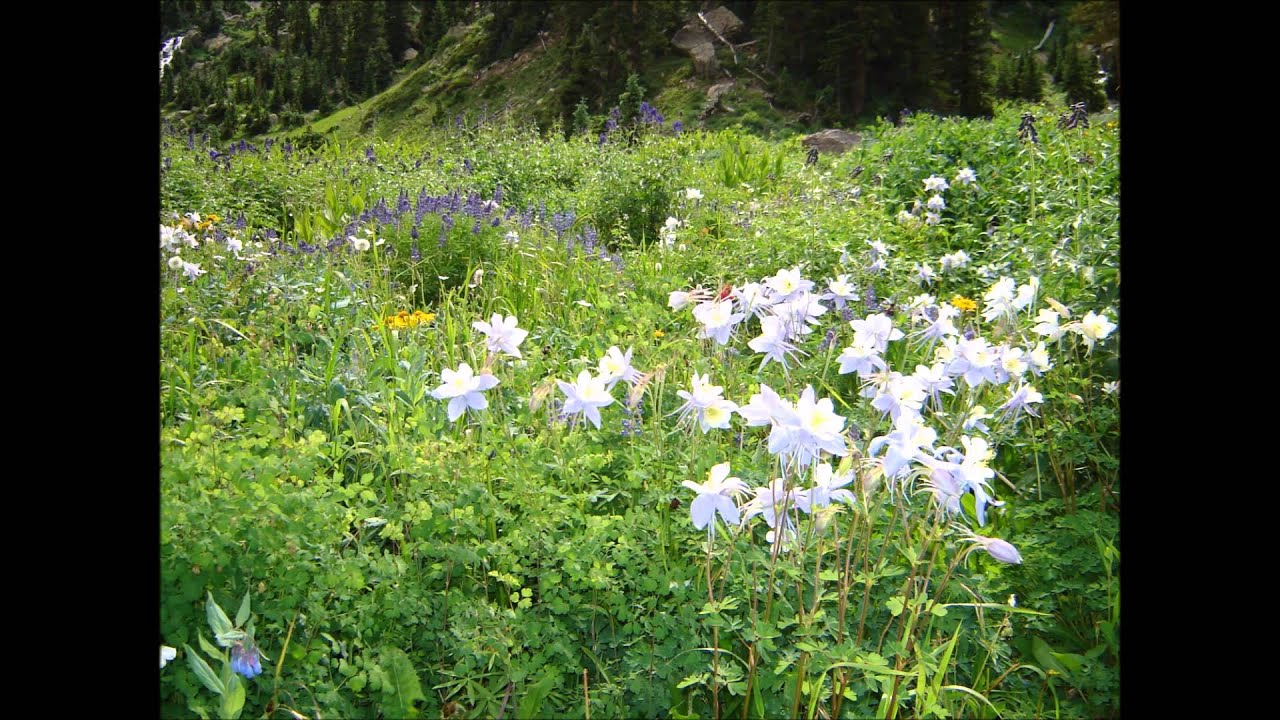 #47 in the Zion's Harp: Strive Aright