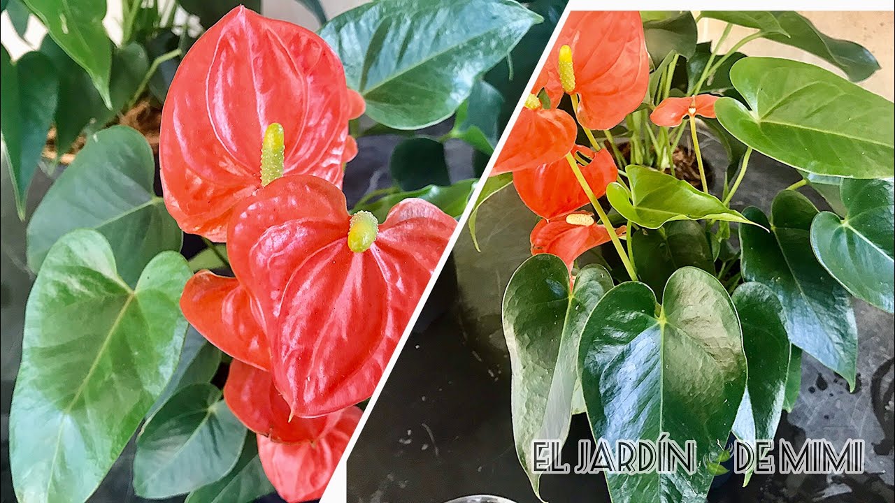 Cómo darle brillo a las hojas de tus plantas | naturalmente y fácil
