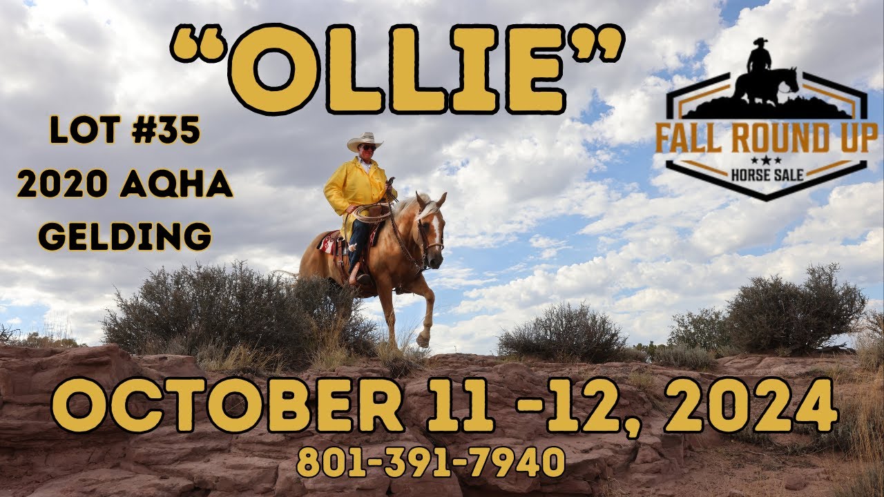 Lot 35 ~Ollie~2020 AQHA Gelding~ Fall Round Up Horse Sale October 11-12, 2024 Heber City Utah