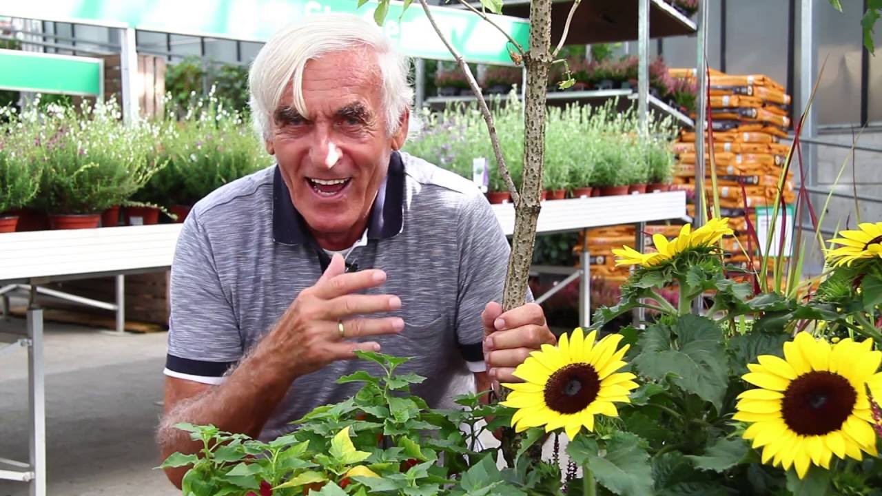 Zierpflanzen f&uuml;r den Herbst im VOL.AT-Gartentipp