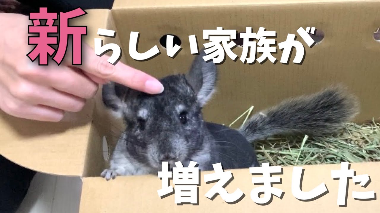 【お迎え】チンチラの新メンバーが増えました　初日と２日目の様子です
