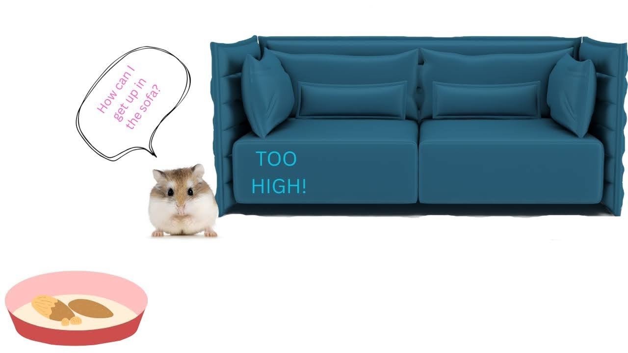 Can Mochi Hamster Get On The Sofa? #hamster #cuteanimal #pets 
