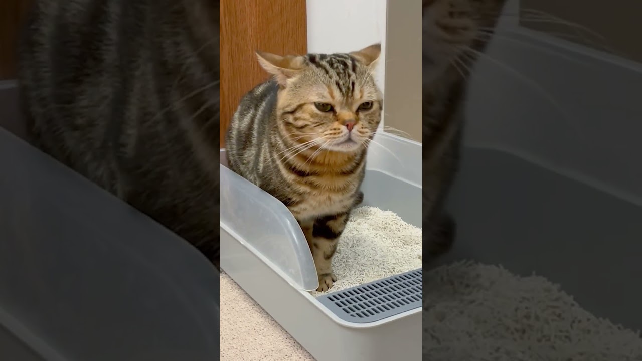 cat video：How hard it takes a constipated cat to poop meow#meow #shorts #short #cat #funny #cute