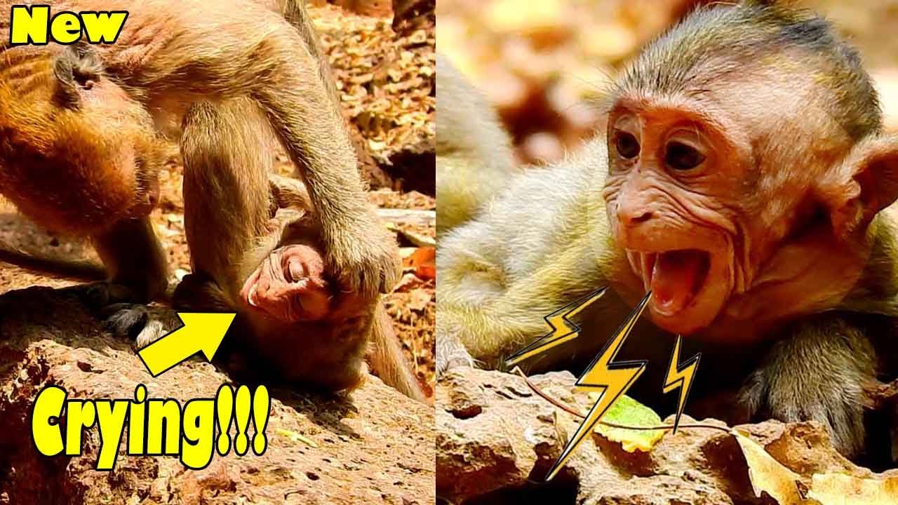 Baby Monkey Jason Super Screaming Wants Milk, But Mom Jill Doesn't Feed And Beat Him So Hard.