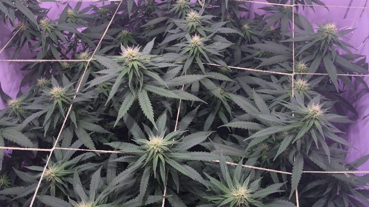 Vermont organic indoor Cannabis Day 21 of flower Critical Hog