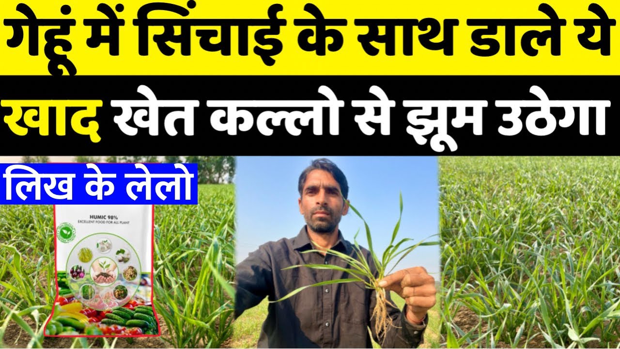 गेहूँ में कल्लों की संख्या कैसे बढ़ाएँ | Gehu me konsa khad dale | Gehu me sinchai | Gehu ki kheti