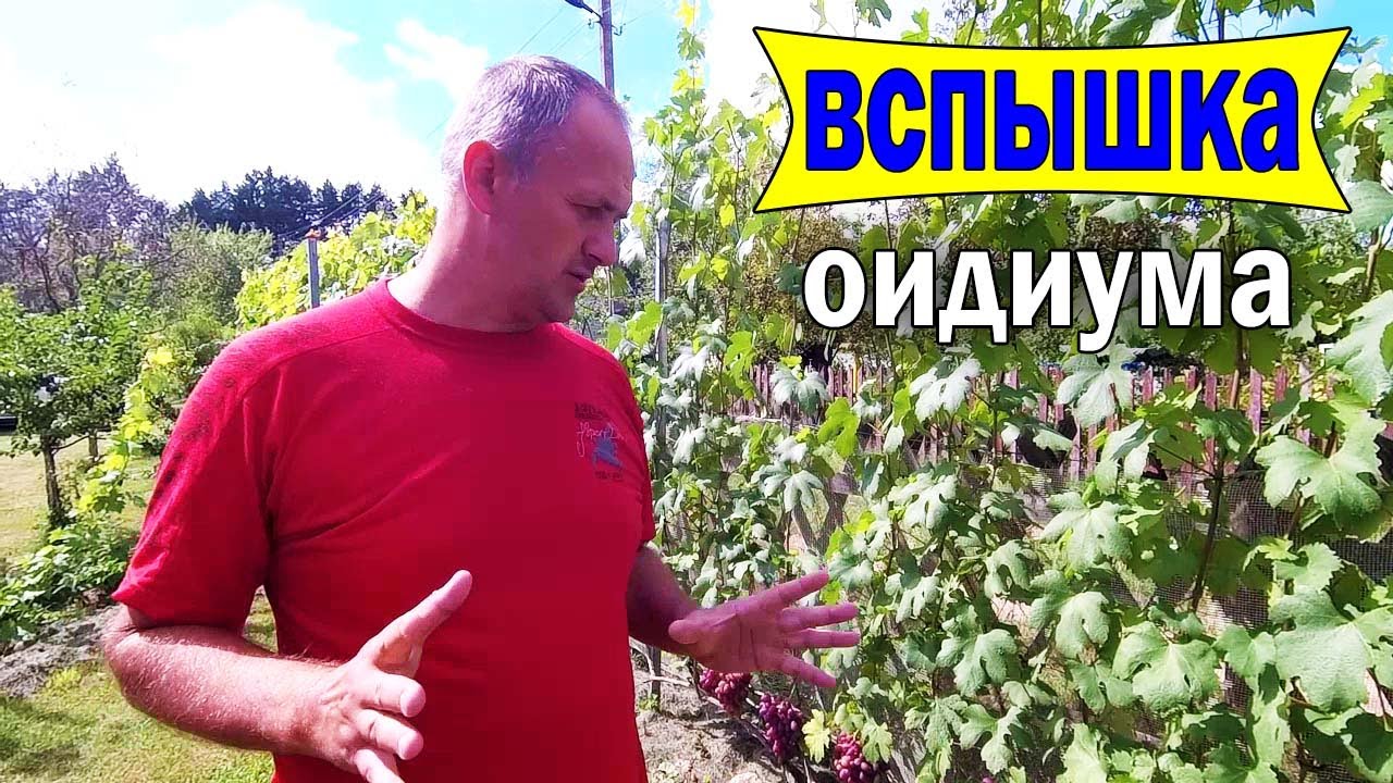 🔴🔴Опять химия. Оидиум на винограде. Оидиум винограда лечение.