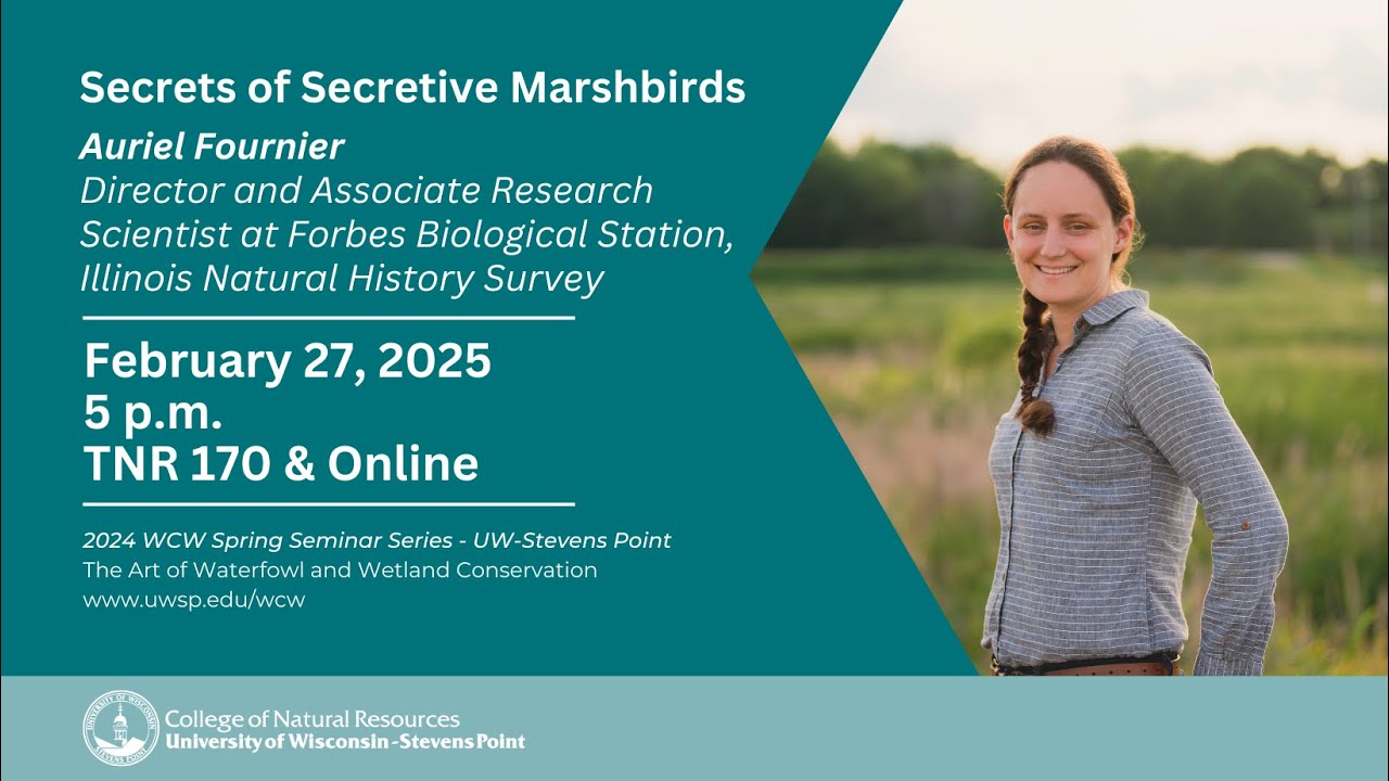 The Secrets of Secretive Marshbirds