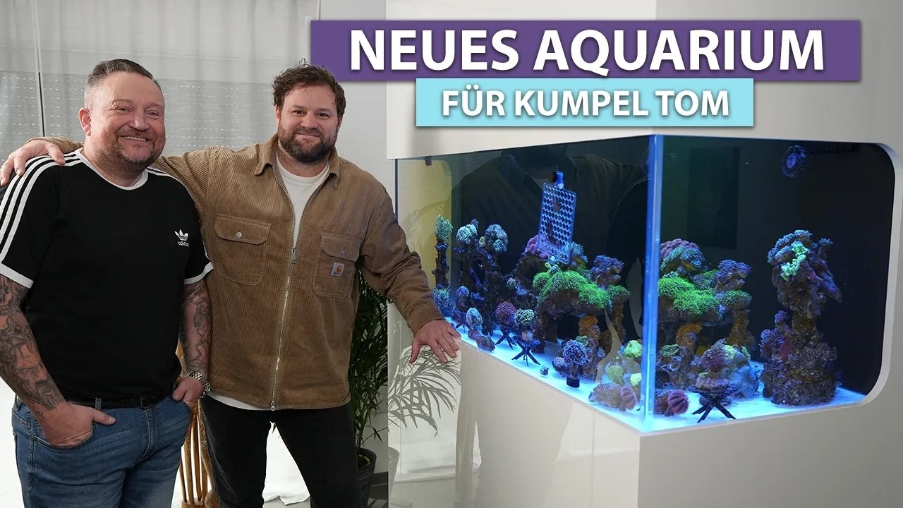NEUES AQUARIUM für Kumpel Tom! - New Wave Concepts